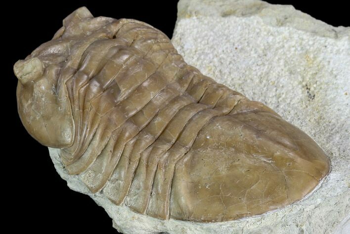 Asaphus Plautini Trilobite With Exposed Hypostome - Russia #125696